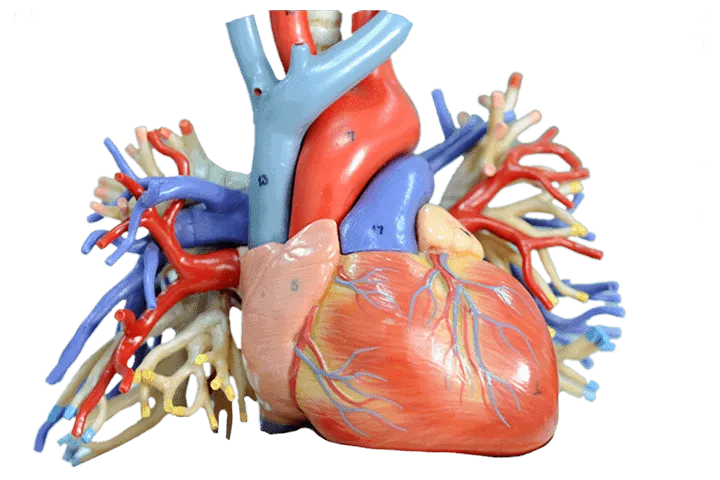 Medical Model